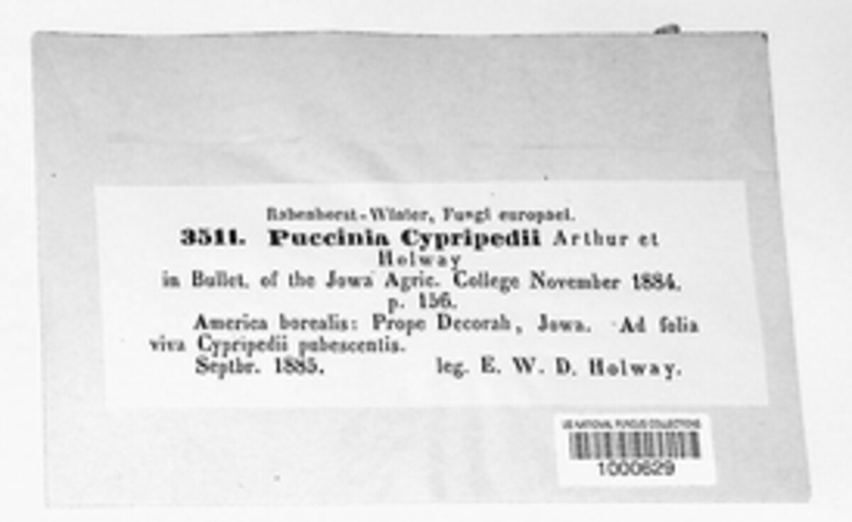 Puccinia cypripedii image